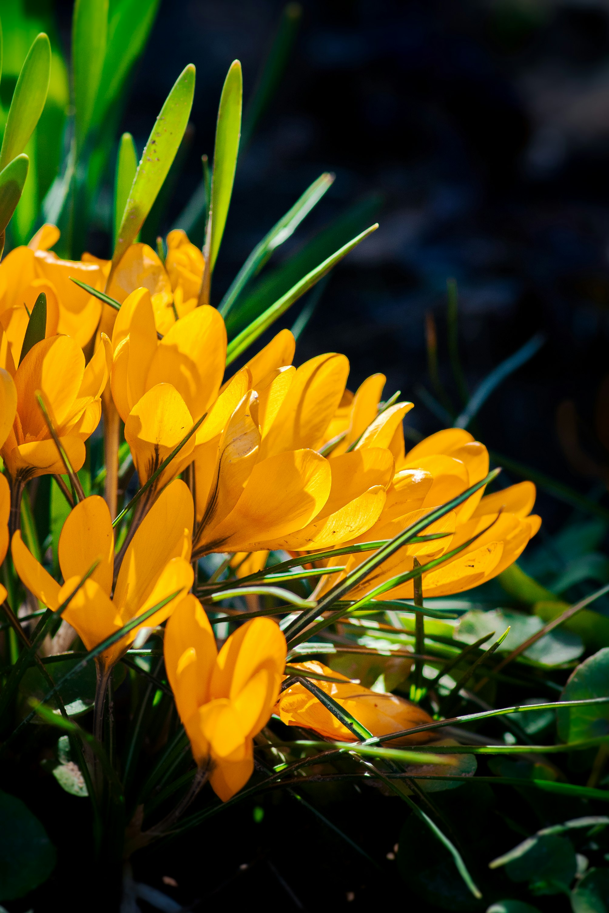 yellow daffodils in bloom during daytime